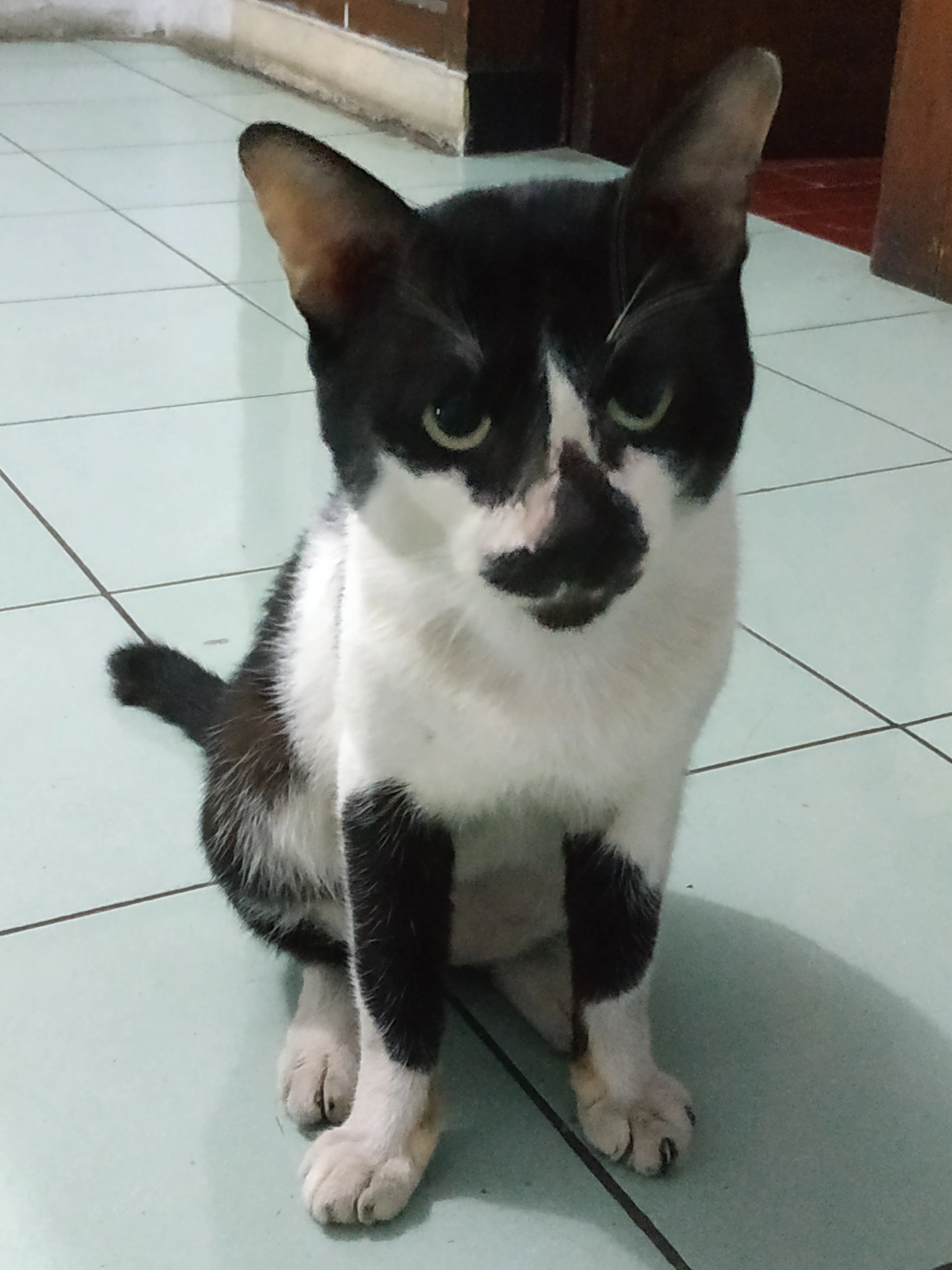 kocheng 2